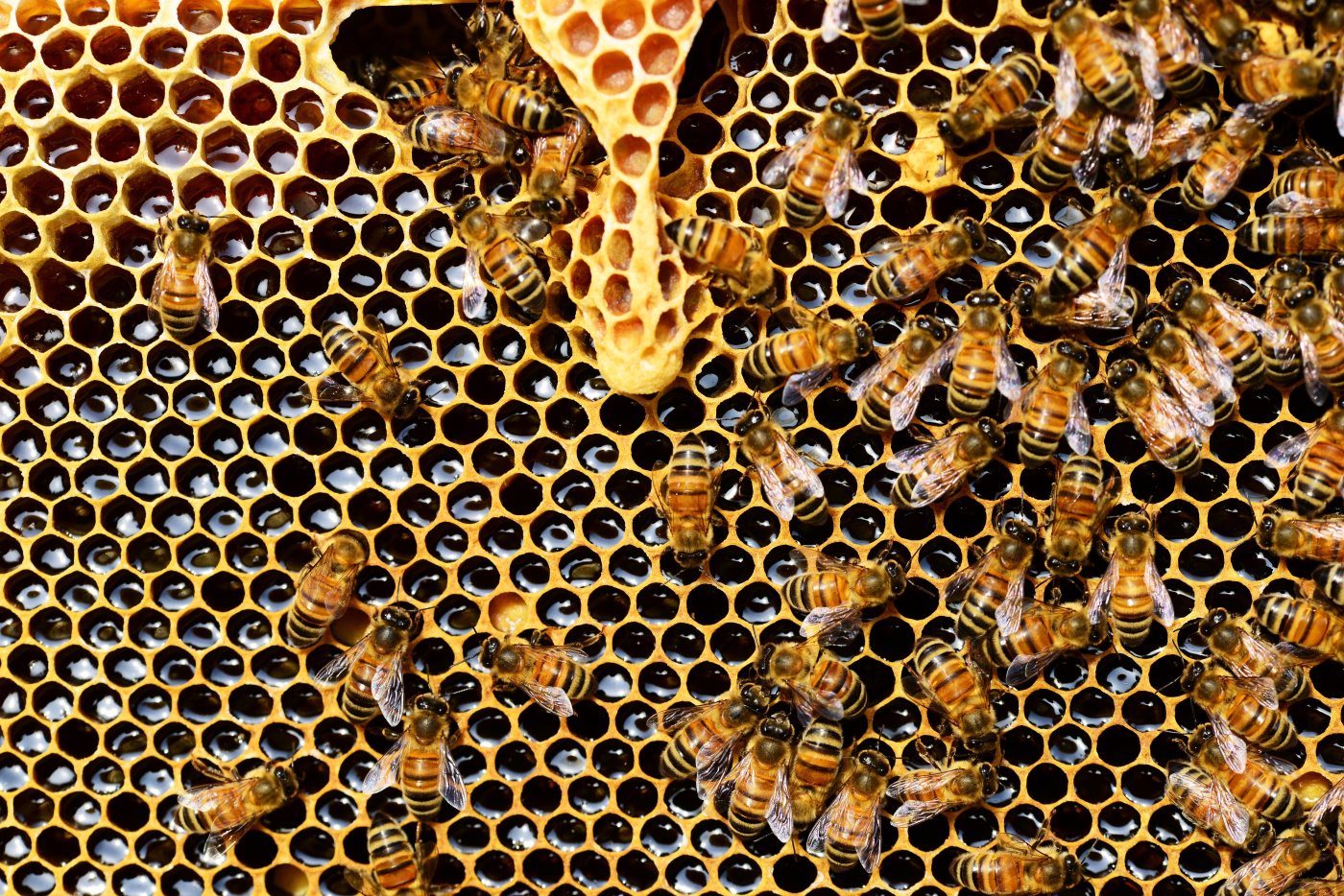 Photo of Worker bees in their wax honeycomb collecting the nectar from the beeswax.