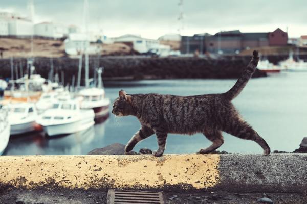 photo of boats in a harbour with a kitty walking by