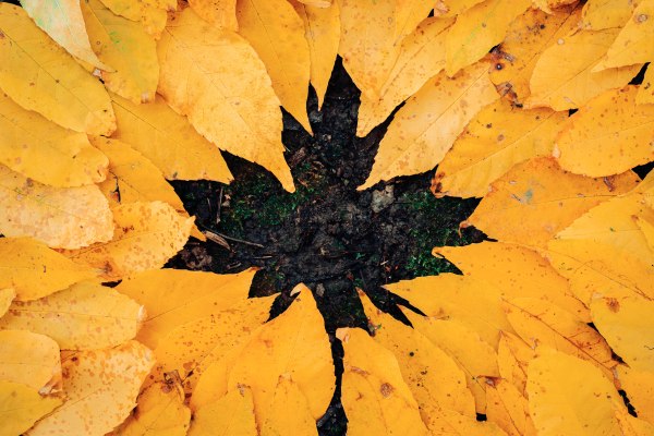 Photo of yellow leaves forming a shape of a leaf