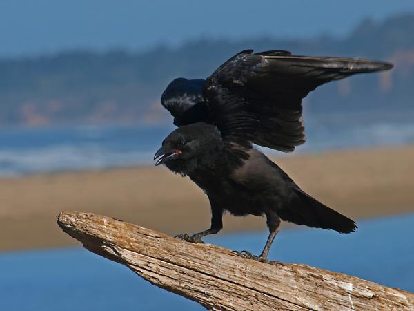 photo of a black crown flapping its wings